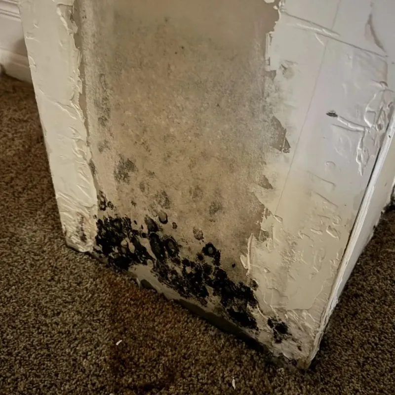 Professional Mold Removal in Christian County, MO